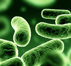 Cure naturali per la cistite