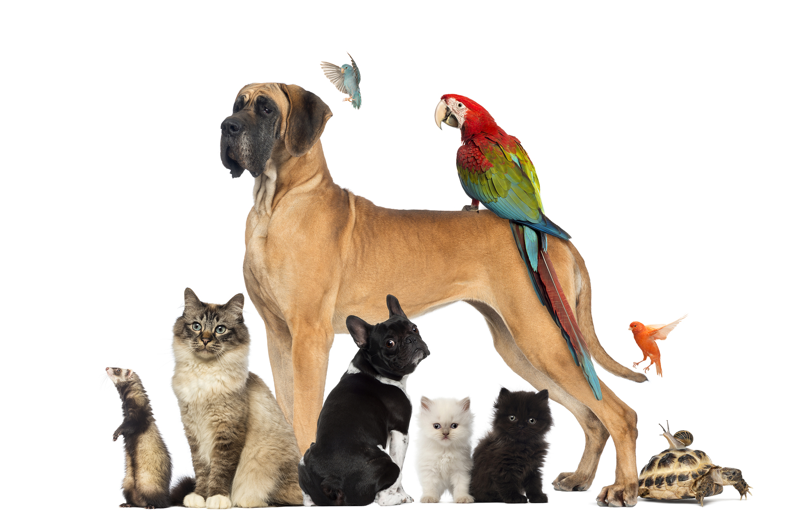 Sapere scegliere l'animale domestico