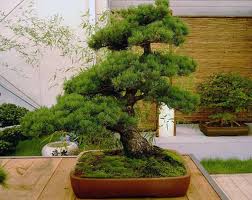 Come annaffiare un bonsai