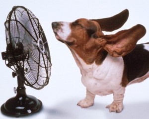 Come proteggere gli animali domestici dal caldo