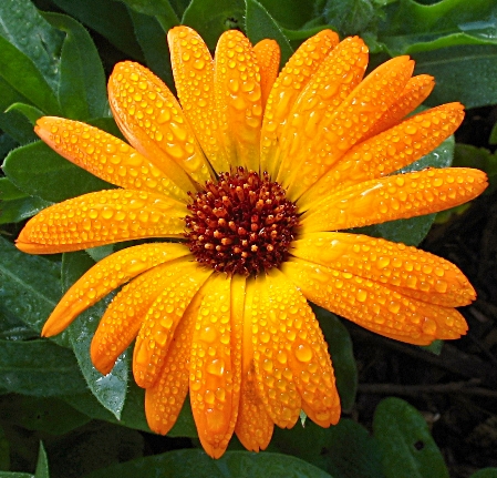 come regolarizzare ciclo mestruale con calendula