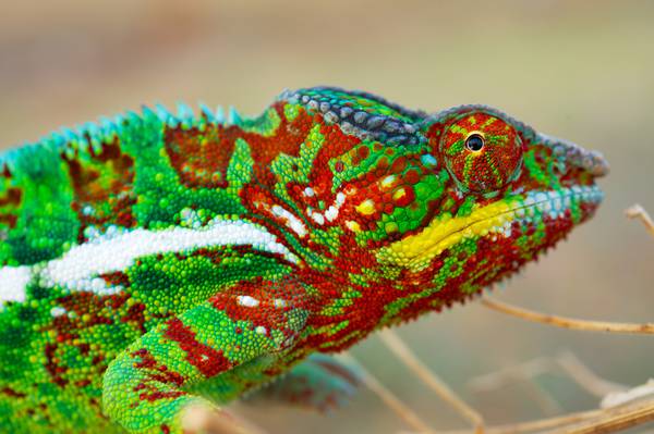 Perché cambiano colore i camaleonti