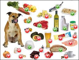Cosa far mangiare quotidianamente al proprio cane