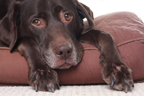 Quali sono sintomi disidratazione cane