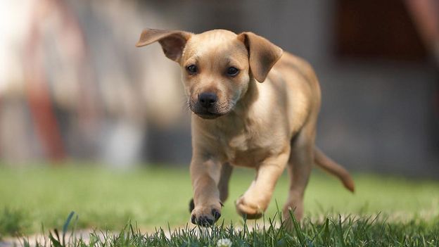 Tumore cerebrale nei cani: come riconoscere i primi sintomi