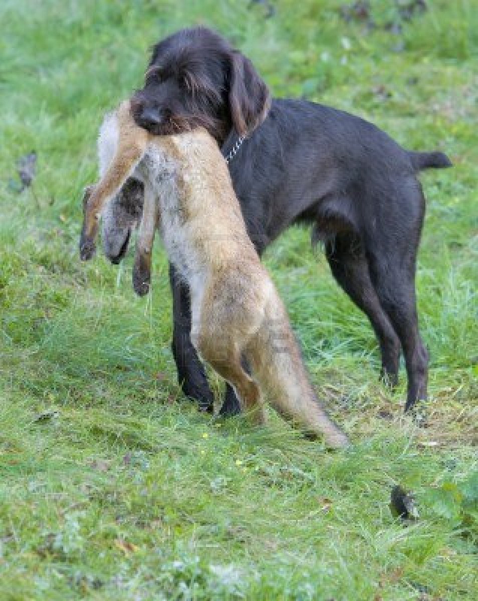 Addestrare Cane A Non Scappare