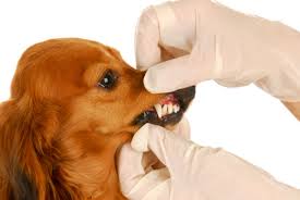 I denti del vostro cane