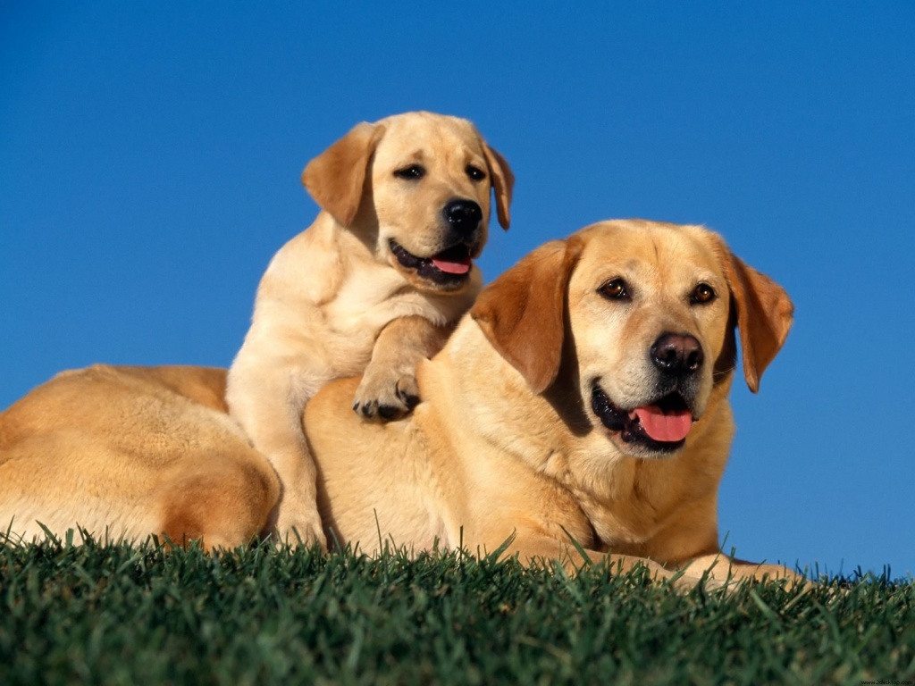 Come calcolare l'età umana dal cane