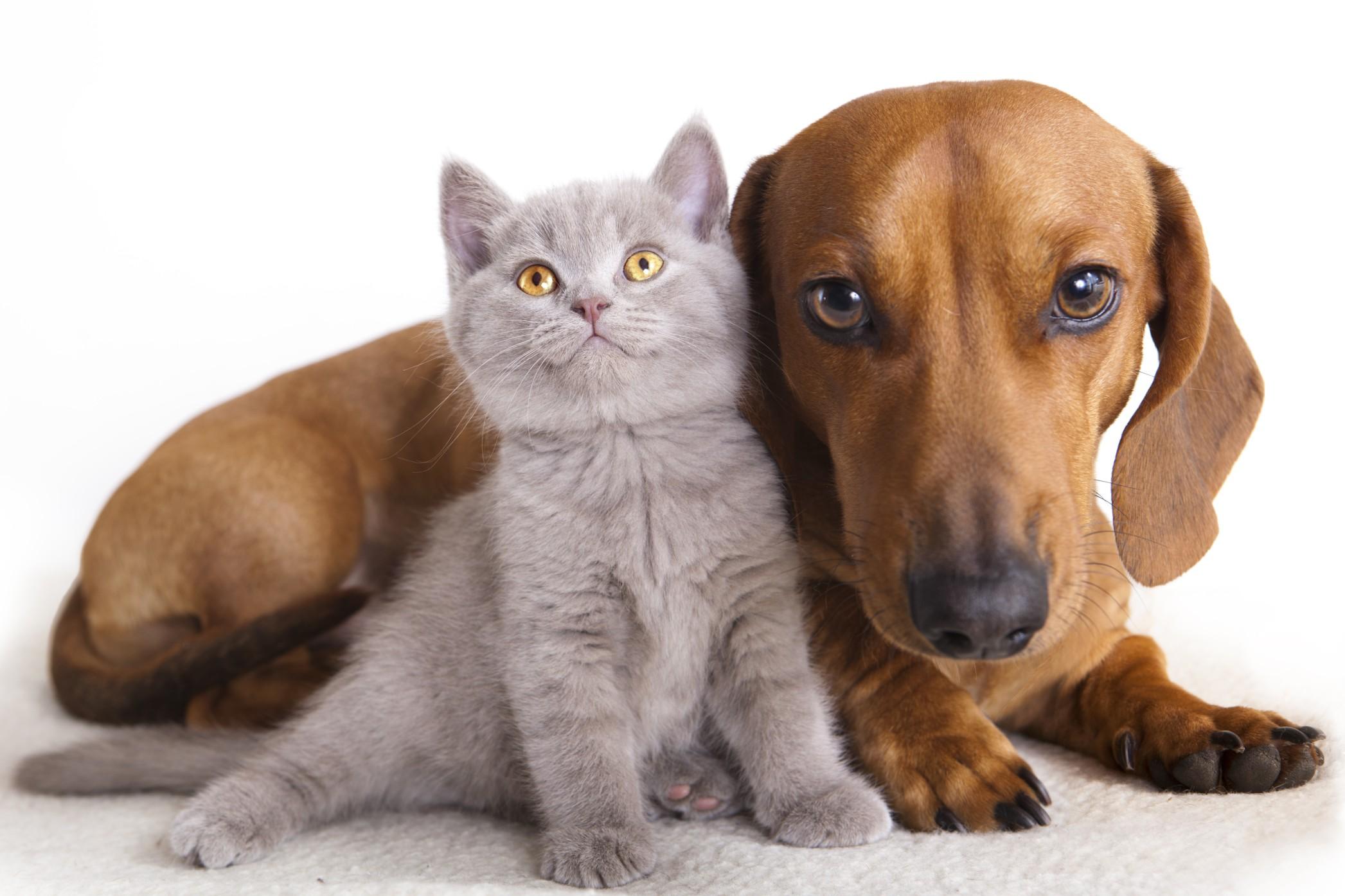 Quando possono convivere un cane e un gatto?