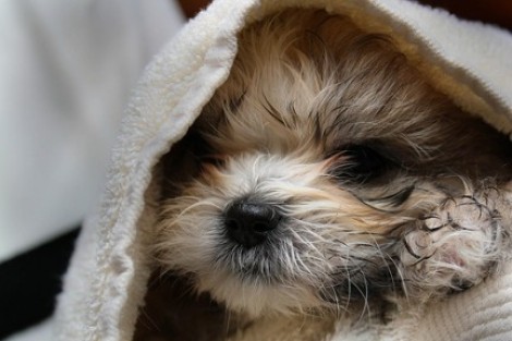 Come tenere il cane pulito