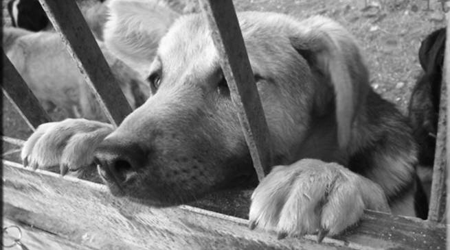 Come fare denuncia all'AIDAA