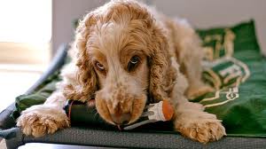 Come fare giocattoli per cani