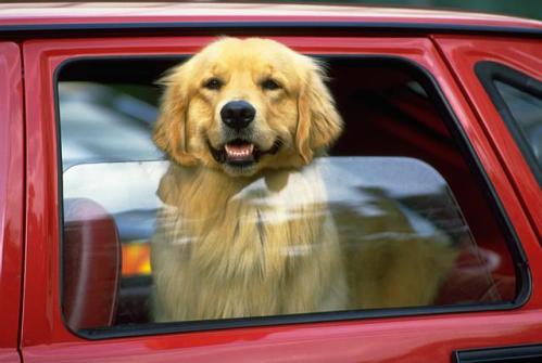 Come comportarsi con il cane in vacanza