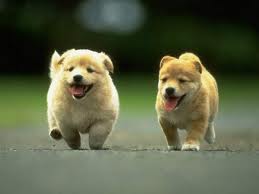 I cani pensano