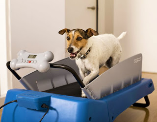 L'importanza dell'attività fisica per il vostro cane