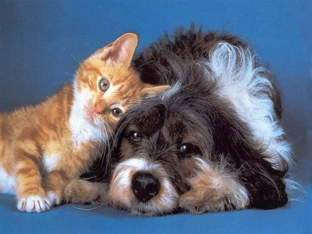 Come giudicare l' intelligenza di un animale
