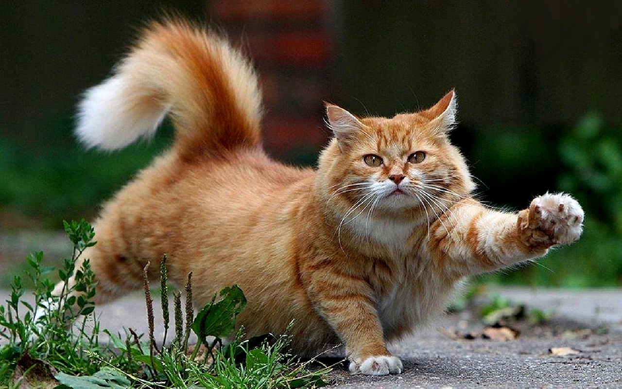 Come capire che un tempo su una faccia è martellato