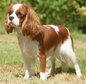 Come addestrare un cavalier king