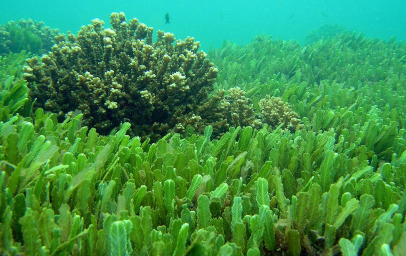 Quali sono caratteristiche alga clorella