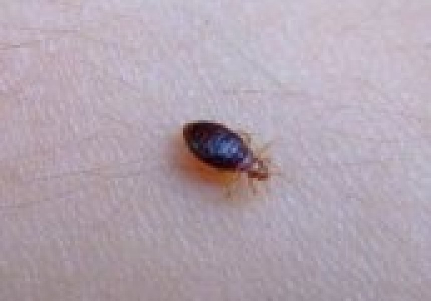 Come eliminare cimici da letto,