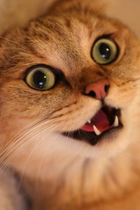 Come interrompere un comportamento ossessivo nei gatti