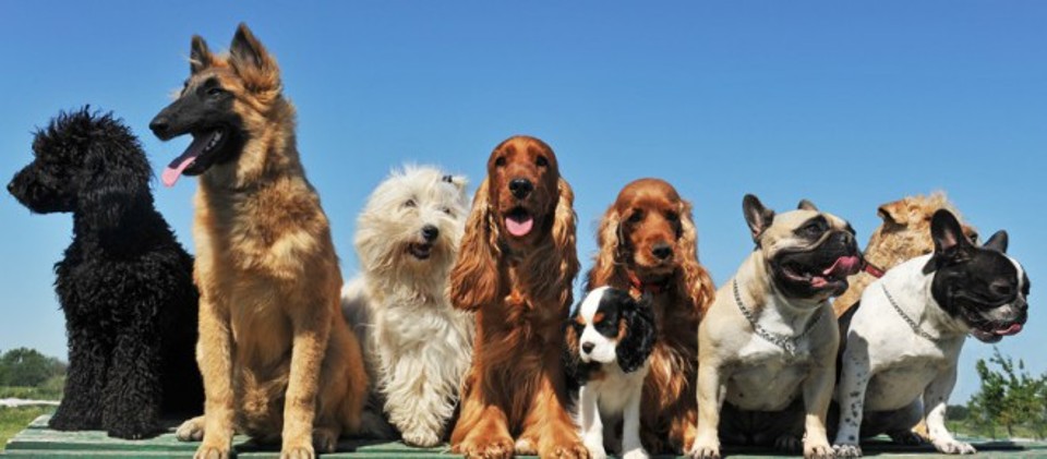 Come iscrivere un cane a un concorso di bellezza?