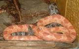 Come scegliere un serpente
