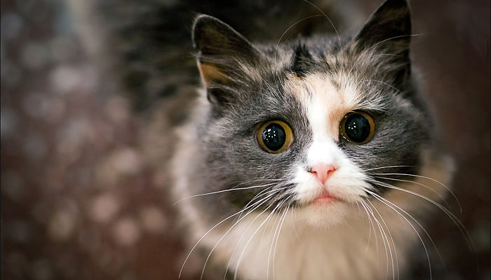 10 cose che i gatti odiano