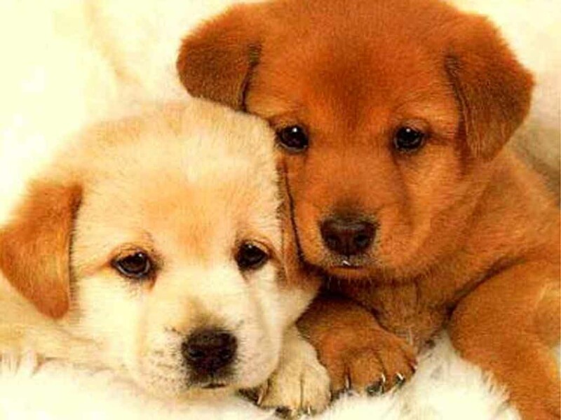 Come accogliere un cucciolo in casa