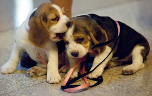 Come adottare un cucciolo