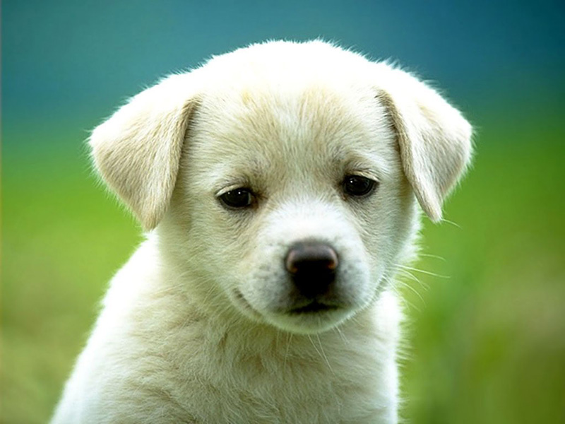 Come regalare un cucciolo