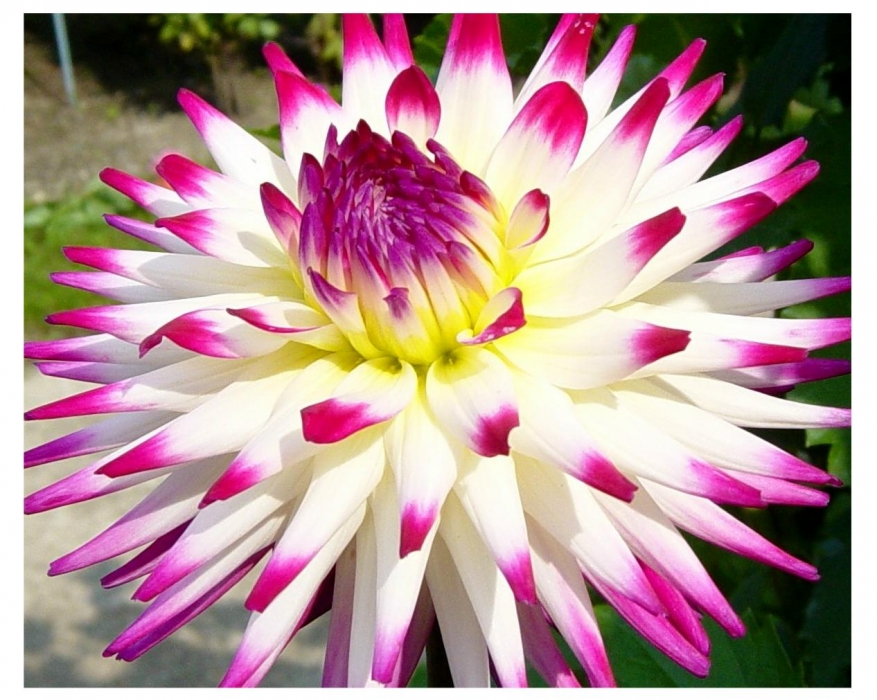Significato simbolico del fiore primaverile dalia