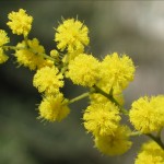 Festa della donna a Roma