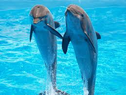 Come comunicano i delfini