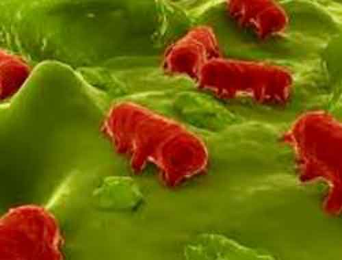Come varia flora intestinale con dieta?