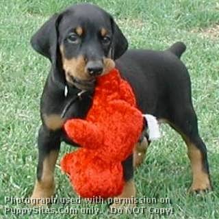 Come addestrare un cucciolo di Dobermann
