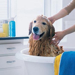 Come evitare che il bagnetto sia un trauma per il vostro cane
