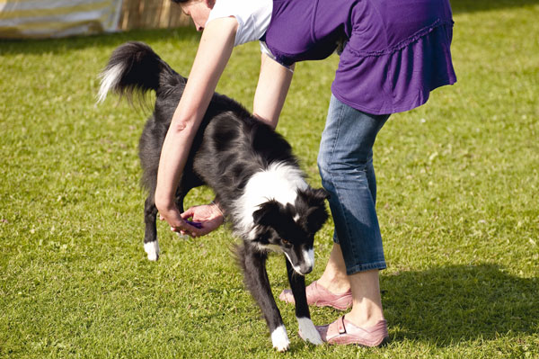 Quali sono gli esercizi base di dog dance
