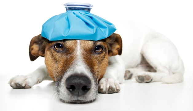 Quali sono sintomi colpo di calore cane
