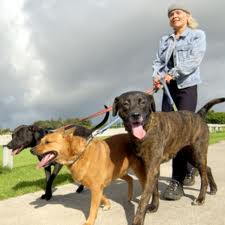 Come diventare pet sitter