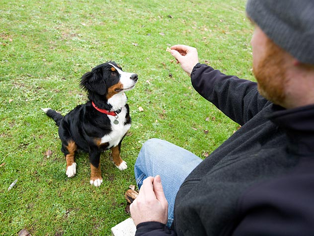 Come addestrare il proprio cane?