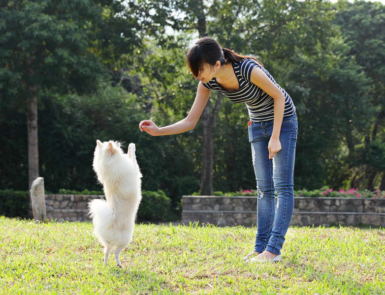Come educare il cane?