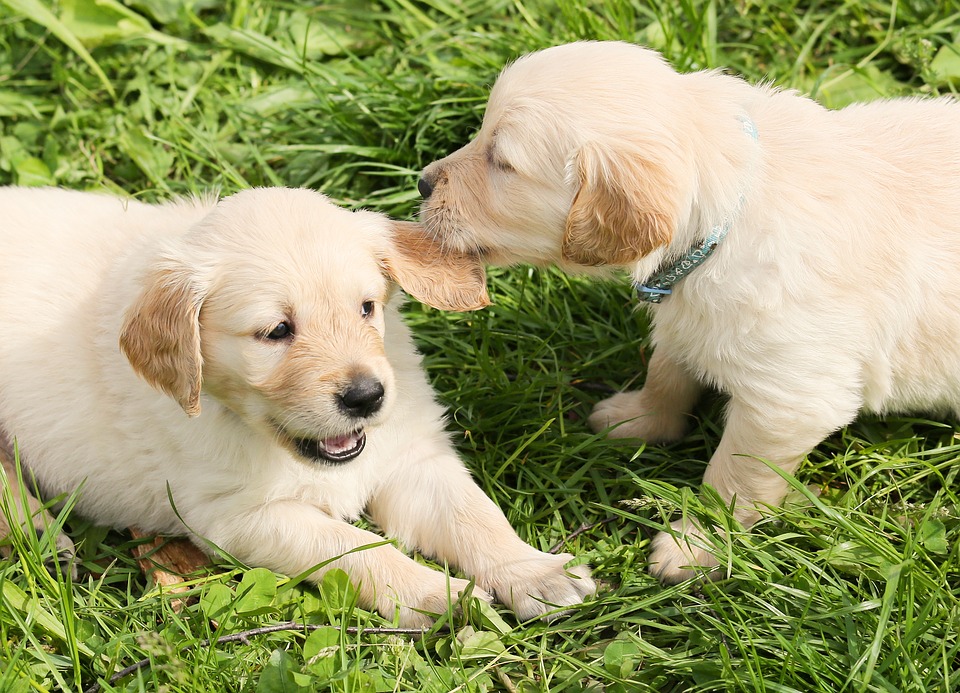 dogs-1210323_960_720