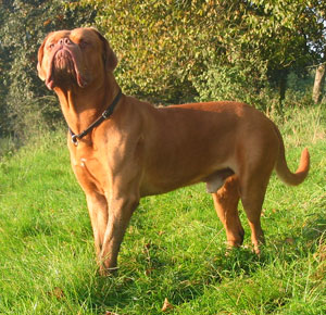 Le razze di cani più grandi al mondo
