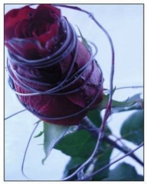 Poesia:fallo andare via