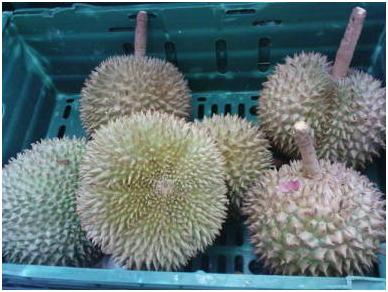 Come aprire il Durian