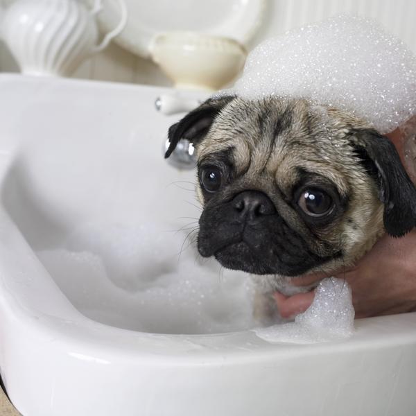 Come allenare il nostro cane a casa