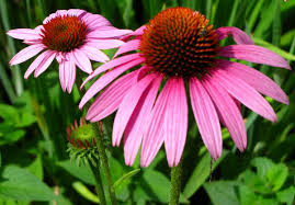 Come assumere echinacea