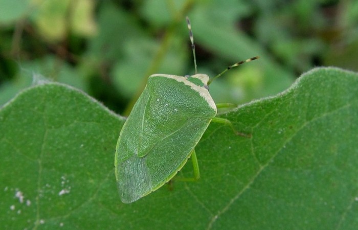 Come eliminare cimici delle piante