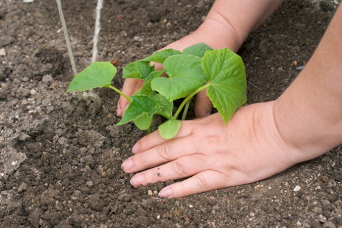 4 cose che ogni giardiniere dovrebbe fare prima di primavera